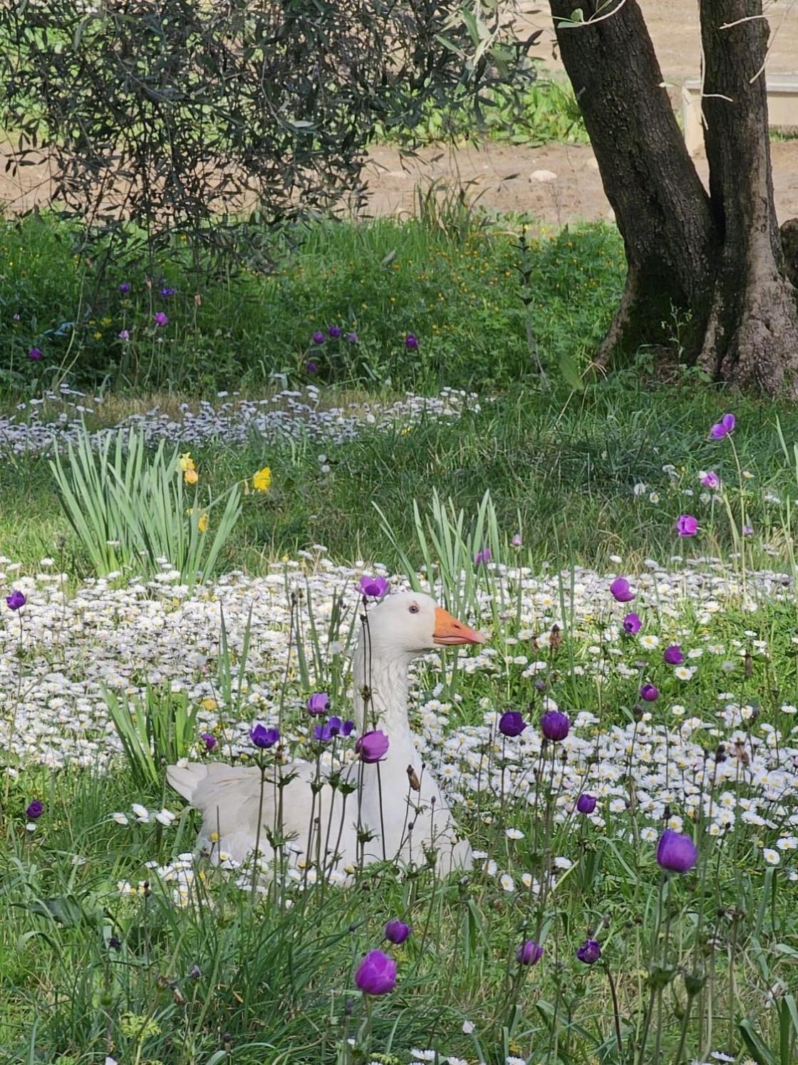 Agriturismo Fattoria Di Maiano Фиезоле Екстериор снимка